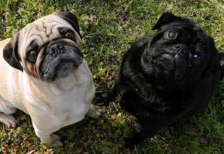 Брахицефалические породы собак – особенности видов, распространенные проблемы и варианты их решения