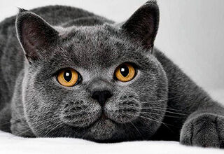 Британская короткошерстная: кошка бизнесменов с улыбкой Чеширского Кота