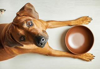 Чим годувати собаку, якщо немає корму