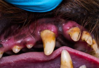 Чем опасен зубной камень для собак