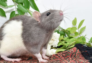 Декоративные крысы: умные, дружелюбные питомцы с высоким эмоциональным интеллектом