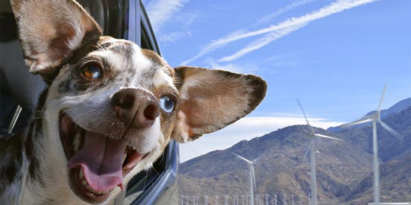 Як перевозити собаку в машині