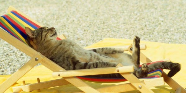 Как помочь кошке в жаркую погоду
