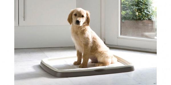 Как правильно подобрать туалет для щенка?