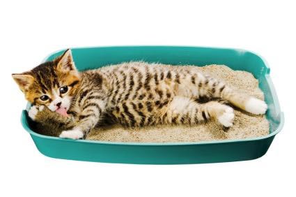 Как приучить котенка пользоваться кошачьим туалетом?