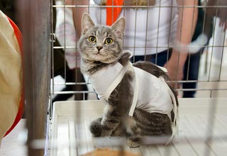 Як впливає кастрація та стерилізація на характер котів та кішок