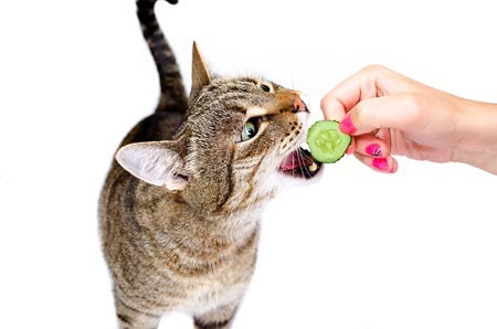 Какие витамины нужны котам?