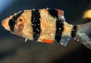 Карантин акваріумних рибок: лікувальний карантин