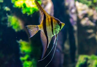 Карантин акваріумних рибок: профілактичний карантин