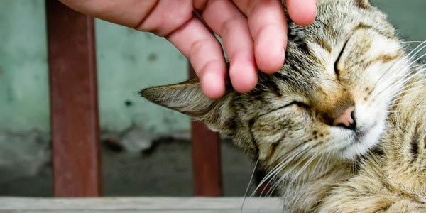 Кошачье урчание — секреты знаменитой способности кошек!