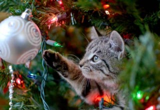 Кот и Новый год. Как спасти елку от кота, а кота от ёлки