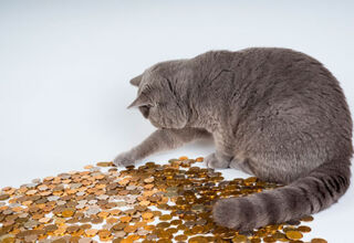 Коты-миллионеры: возможно ли такое?