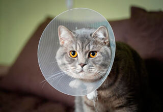 Кожные заболевания у кошек: блошиный аллергический дерматит, лишай и т.д.
