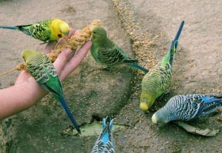 Лучшие корма для волнистых попугаев: профессионалы рекомендуют