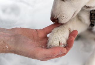 Обморожение лап у собак: чем помочь и что нельзя делать