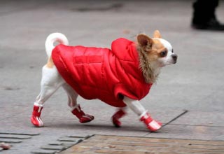 Одяг для собак: данина моді чи необхідність?