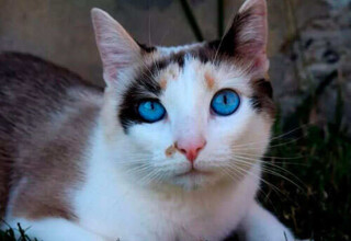 Охос азулес: рідкісна порода кішок із найблакитнішими очима
