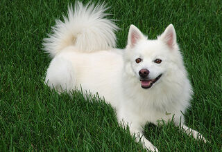 Особенности ухода за собаками с белой шерстью