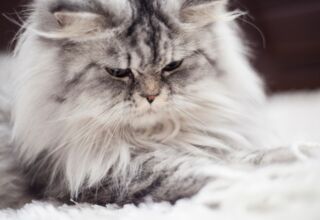 Перський кіт: спокійна вдача та чарівна зовнішність