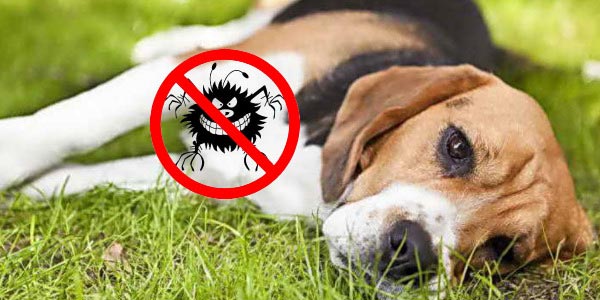 Пиодермия у собак: что нужно знать