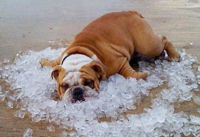 Помощь собакам в летнюю жару. Охлаждающие коврики
