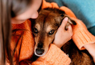 Опасна ли рвота у собак: почему это происходит и что делать?