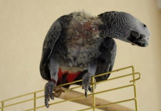 Самоощипывание у птиц: причины и решение проблемы