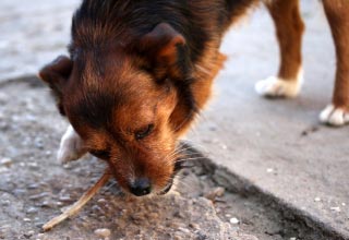 Самостоятельная дрессировка – правда или миф, возможно ли отучить собаку подбирать еду на улице