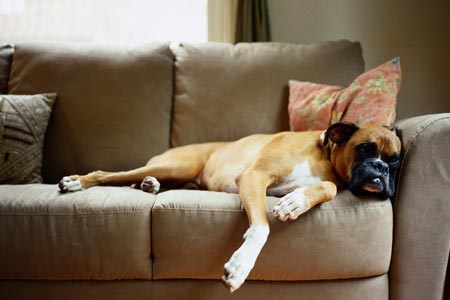 Самые спокойные породы собак в мире