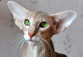 Сейшельская кошка: островитянка из старинных книг