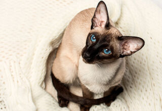 Сіамська кішка: еталон котячої краси з далекого минулого