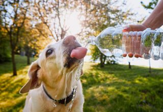 Сколько воды необходимо пить собаке и коту? Осторожно, обезвоживание!