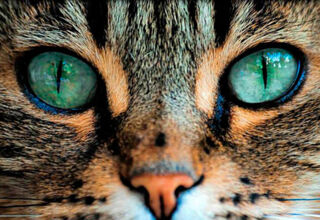 Чому у кота сльозяться очі: від випадкової порошинки до небезпечних захворювань