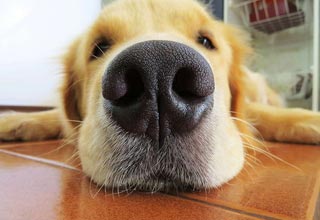 Собачий ніс – індикатор здоров'я: міф чи правда?