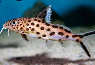 Сомики у вашому акваріумі: про види та сусідство з іншими рибками