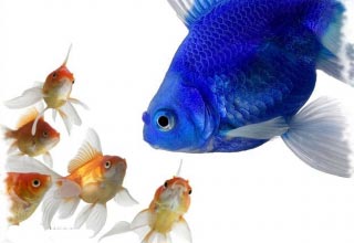 Сумісність акваріумних рибок: кого не варто тримати разом?