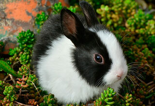 Чи вигідно займатися розведенням декоративних кроликів?