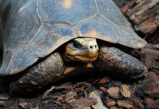 Сухопутні та прісноводні черепахи: відмінність в утриманні й догляді