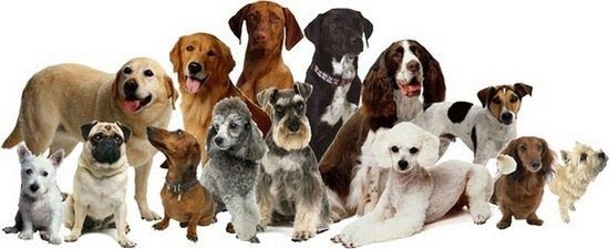 ТОП-5 самых активных собак