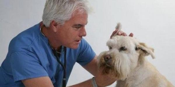 Ушной клещ у собак: симптомы, лечение и профилактика