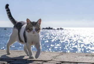 Вірус імунодефіциту кішок чи котячий СНІД: як вижити з діагнозом?