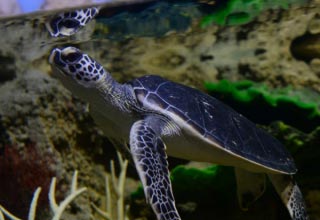 Обираємо акваріум для черепахи: що потрібно знати