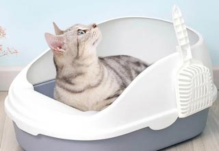 Выбираем туалет для кота – правила, советы и интересные факты, о которых вы не знали