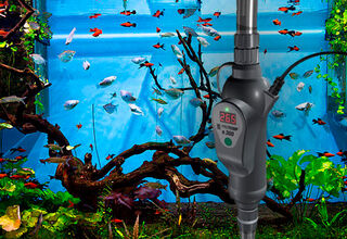 Зачем нужны обогреватели для аквариумов?