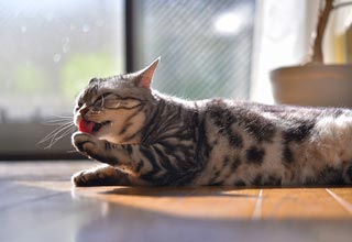 Зачем умываются кошки: просто гигиена или управление эмоциями?