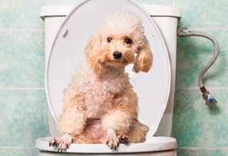 Запор у собак: как помочь своему питомцу преодолеть туалетную проблему?