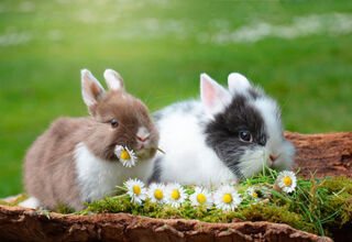 Життя кроляче: як правильно утримувати кролика?
