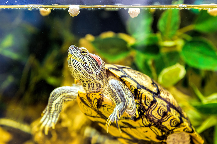 Как обустроить аквариум для красноухой черепахи: простые правила