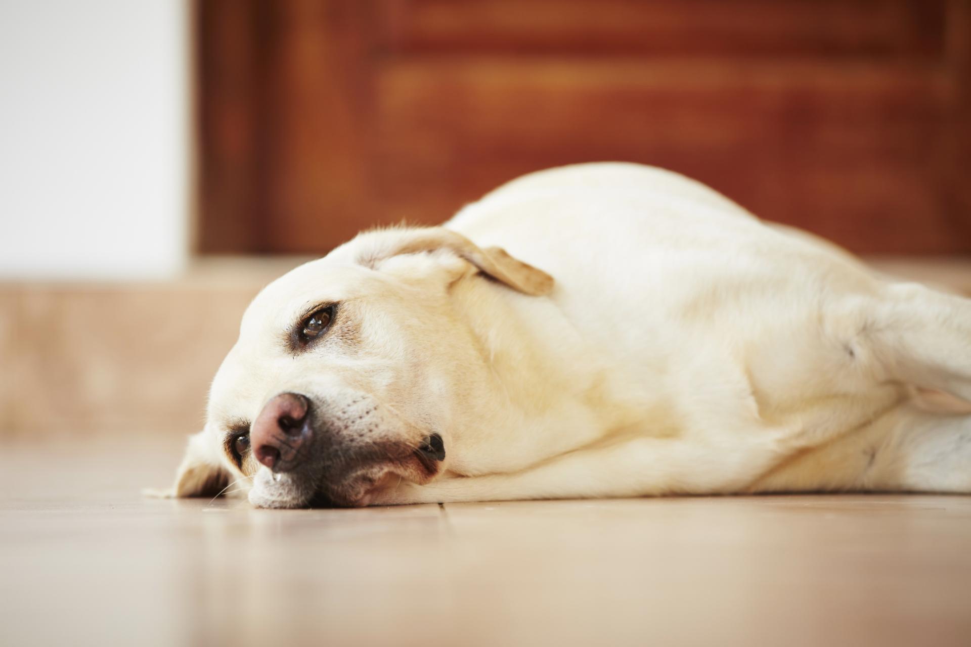 Колит у собак: основные симптомы и методы лечения