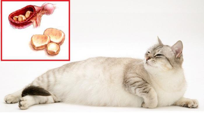 Ожирение у домашних кошек: причины, последствия и способы борьбы